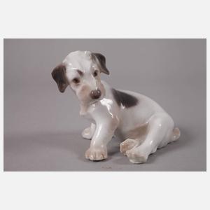 Kopenhagen Foxterrierwelpe