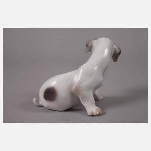 Kopenhagen Foxterrierwelpe