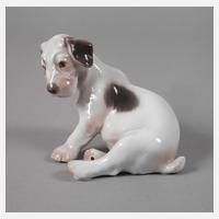 Kopenhagen Foxterrierwelpe111