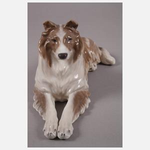 Kopenhagen Langhaarcollie