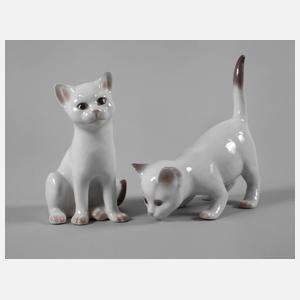 Kopenhagen zwei junge Siamkatzen