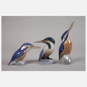 Kopenhagen Konvolut Eisvögel