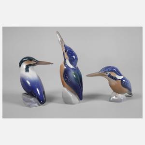 Kopenhagen Konvolut Eisvögel