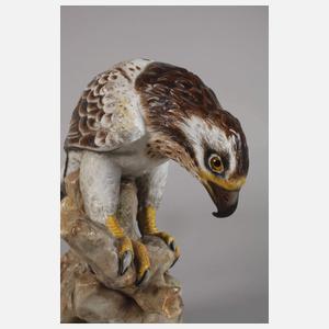 Rudolstadt Habichtsadler