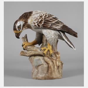 Rudolstadt Habichtsadler