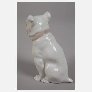 Schierholz Plaue Englische Bulldogge