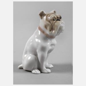 Schierholz Plaue Englische Bulldogge