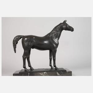 Cerigoli, stehender Hengst