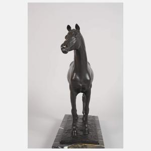 Cerigoli, stehender Hengst