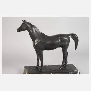 Cerigoli, stehender Hengst