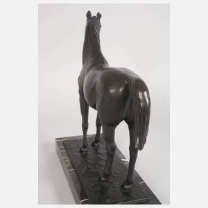 Cerigoli, stehender Hengst