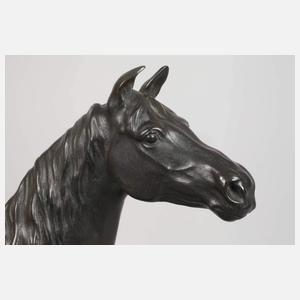 Cerigoli, stehender Hengst