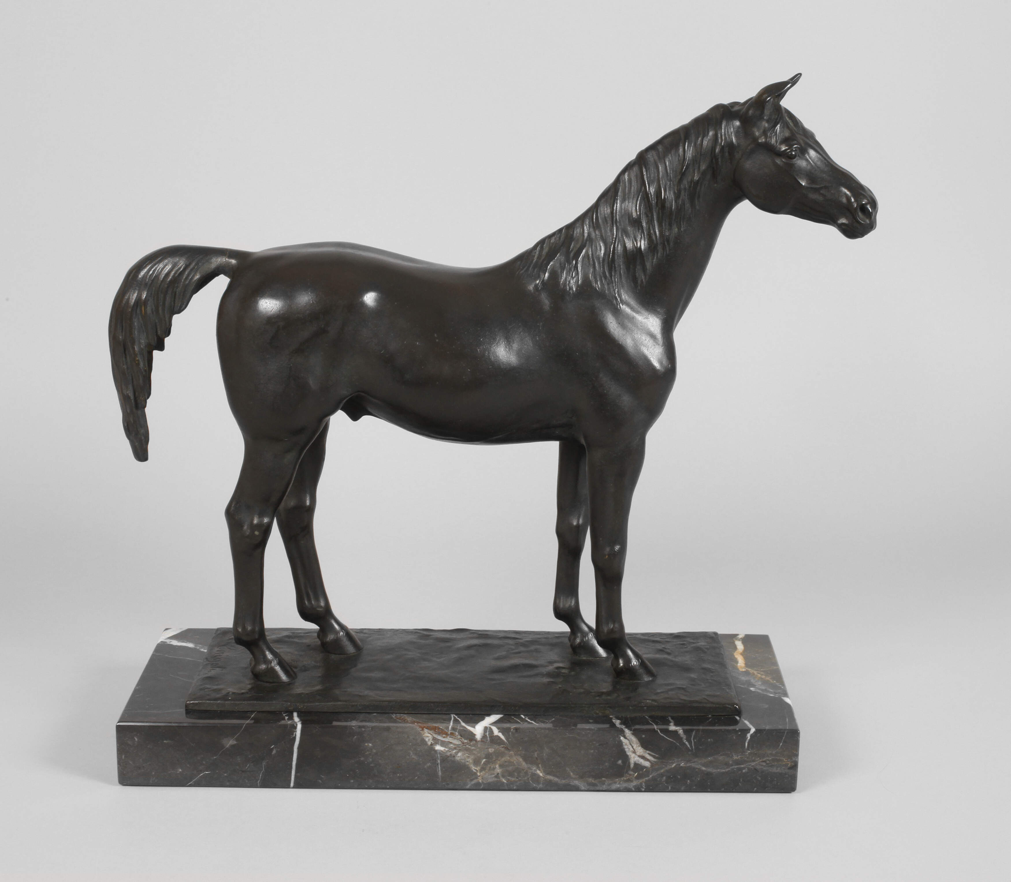 Cerigoli, stehender Hengst