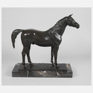 Cerigoli, stehender Hengst