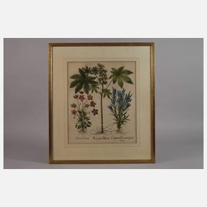 Basilius Besler, Kräuterblatt