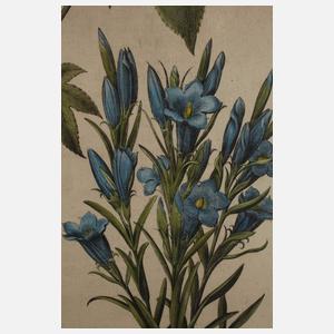 Basilius Besler, Kräuterblatt