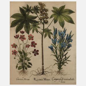 Basilius Besler, Kräuterblatt