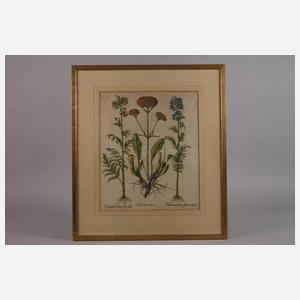 Basilius Besler, Kräuterblatt