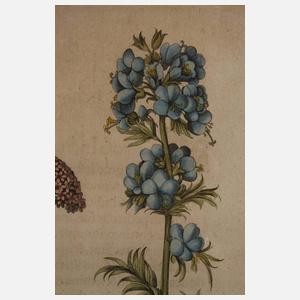 Basilius Besler, Kräuterblatt