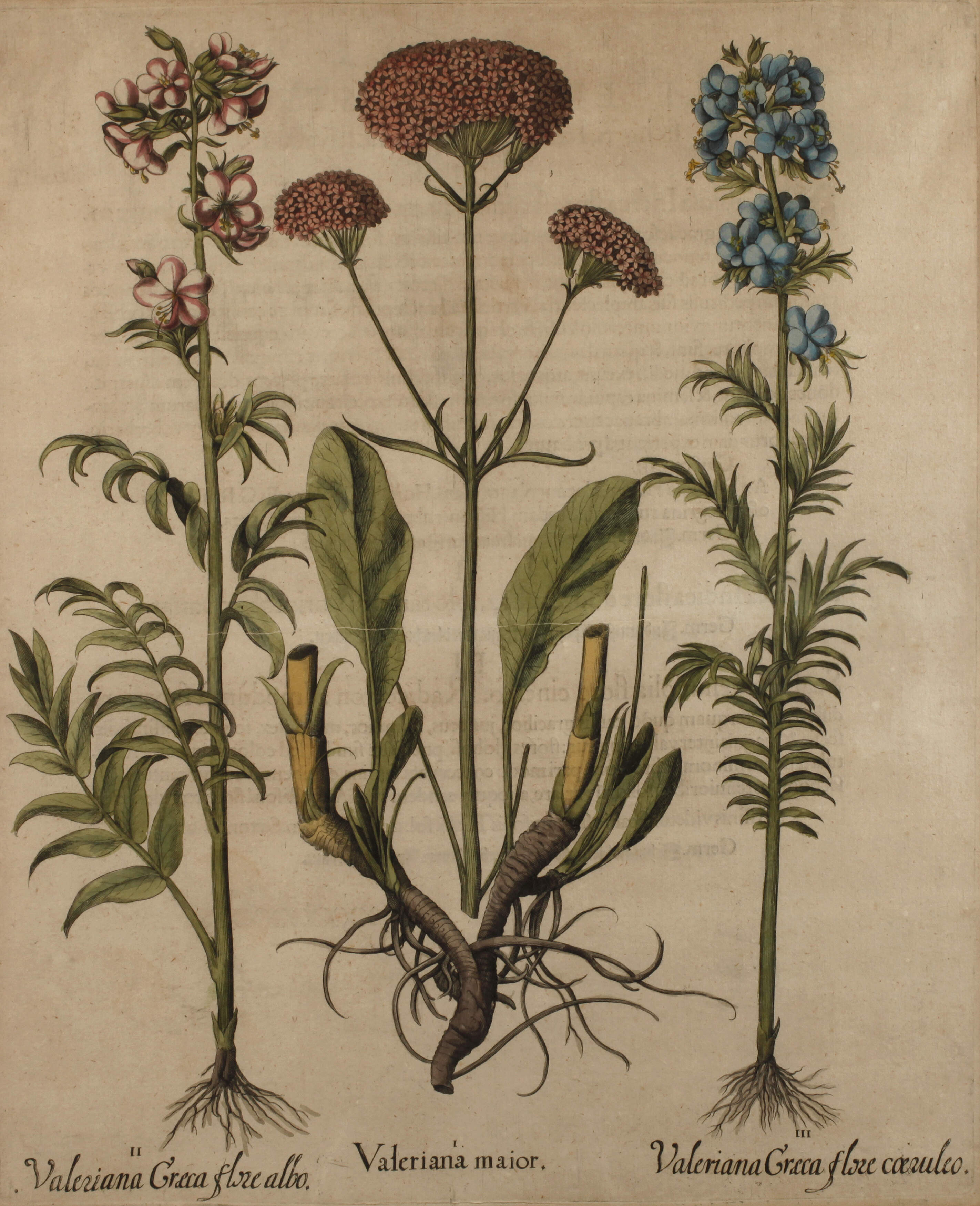 Basilius Besler, Kräuterblatt