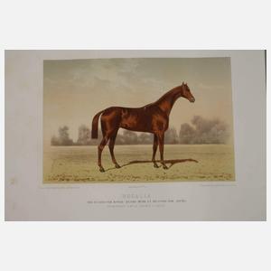 Kassette mit Pferdedarstellungen