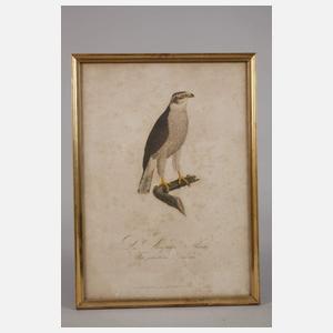 Konvolut Vogeldarstellungen