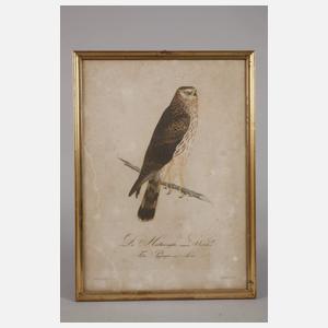 Konvolut Vogeldarstellungen