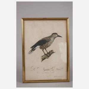 Konvolut Vogeldarstellungen