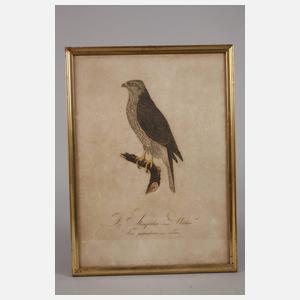 Konvolut Vogeldarstellungen