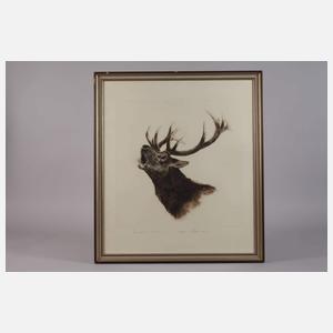 Curt Meyer-Eberhardt, Röhrender Hirsch