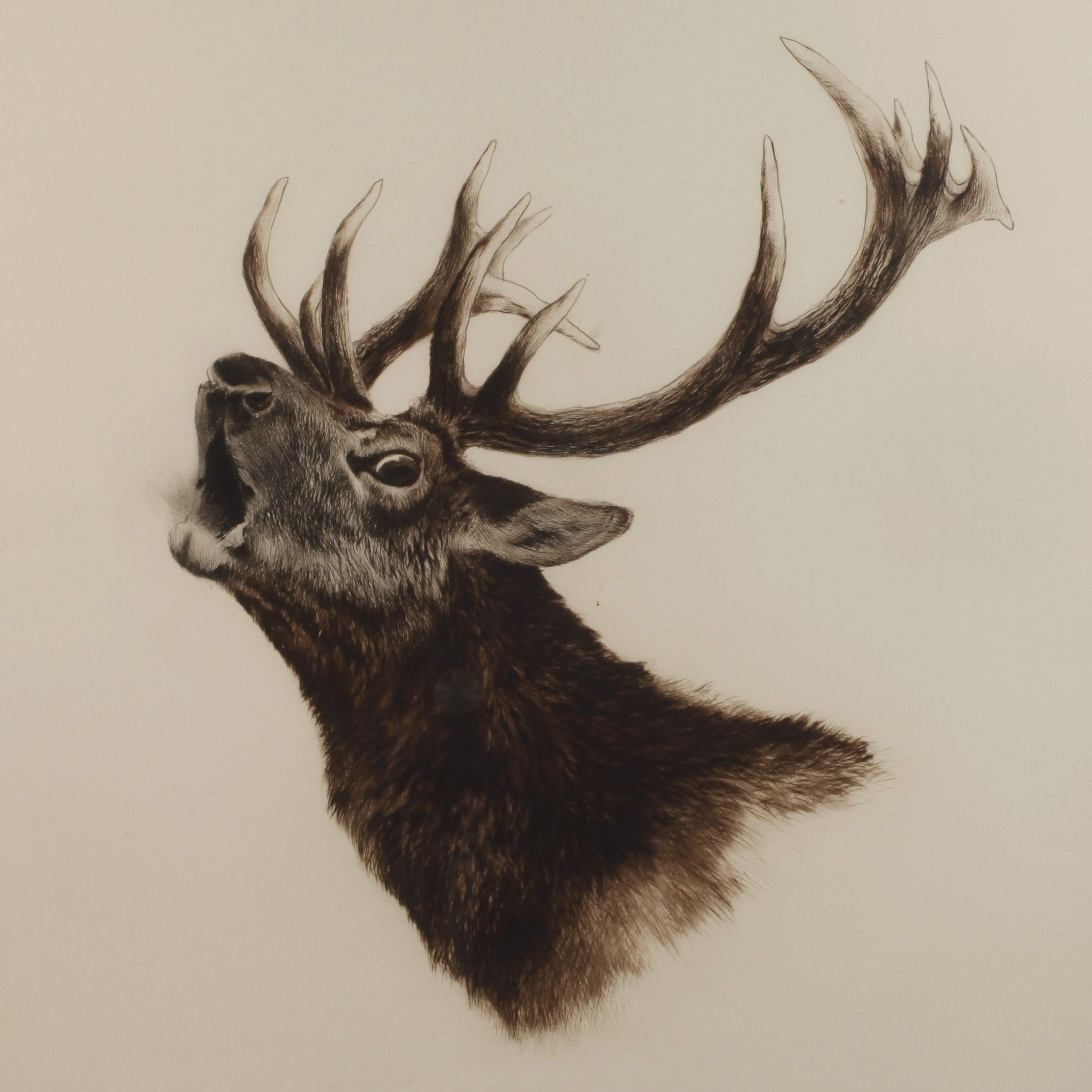 Curt Meyer-Eberhardt, Röhrender Hirsch