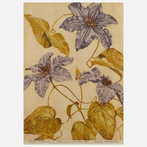 Ernst Rötteken, "Clematis – Prinz Heinrich"