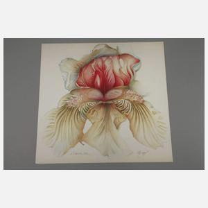 Wolfgang Fratscher, "Labiatae"