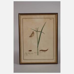 Drei Insektendarstellungen