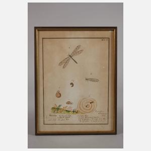 Drei Insektendarstellungen