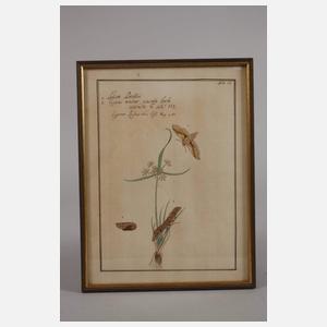 Drei Insektendarstellungen