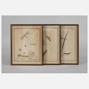 Drei Insektendarstellungen