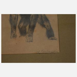 Wilhelm Kuhnert, attr., Junger Affe