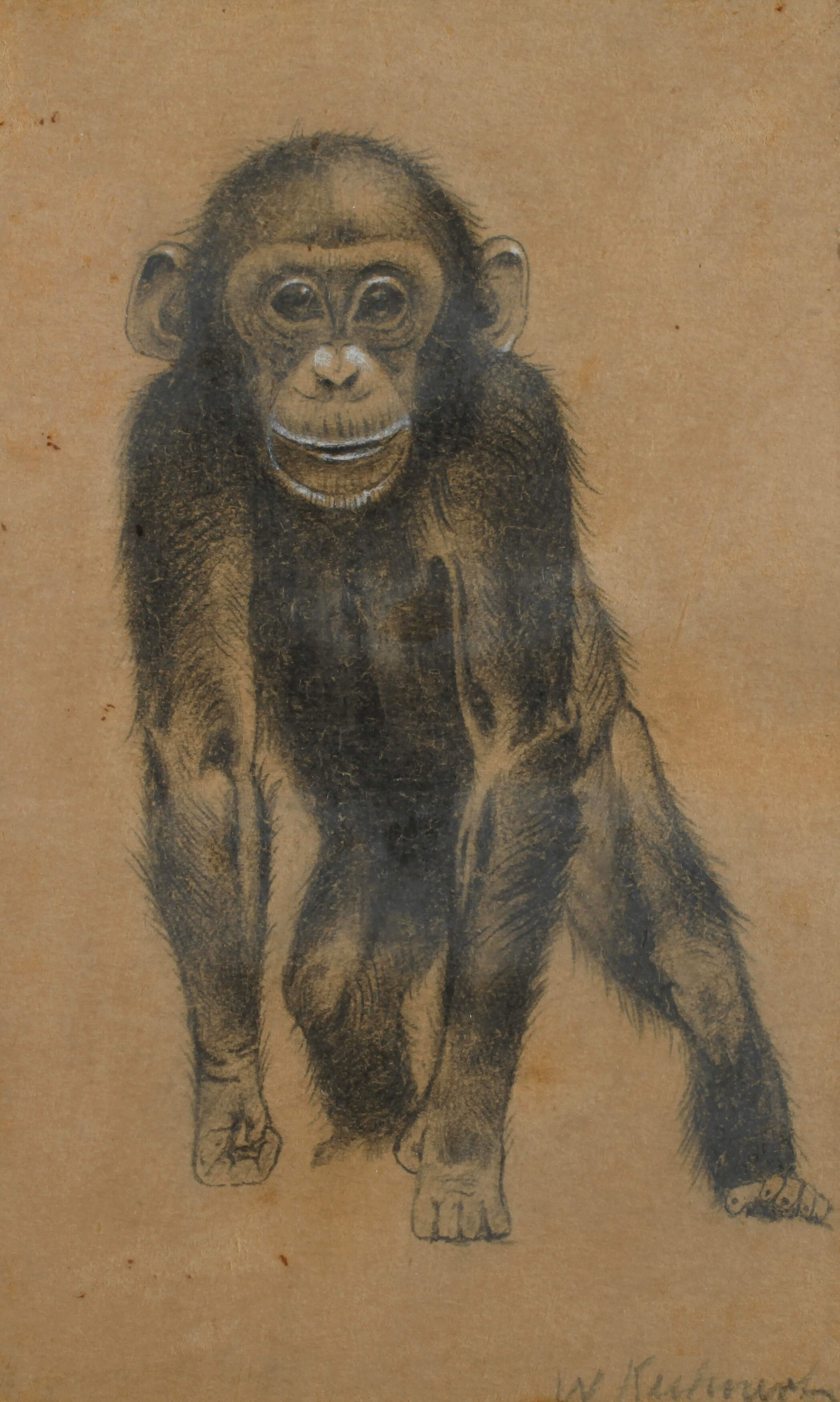 Wilhelm Kuhnert, attr., Junger Affe