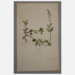 Prof. Albert Schaefer-Ast, attr., "Ehrenpreis"