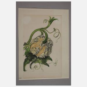 Prof. Albert Schaefer-Ast, Kürbis und Kürbisblüte