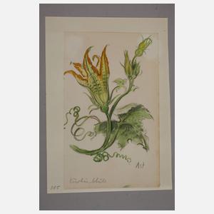 Prof. Albert Schaefer-Ast, Kürbis und Kürbisblüte