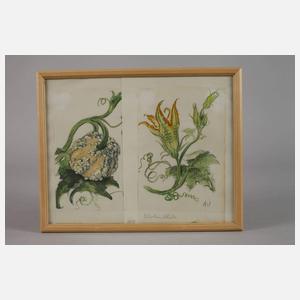 Prof. Albert Schaefer-Ast, Kürbis und Kürbisblüte