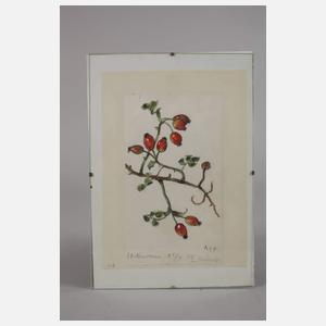 Prof. Albert Schaefer-Ast, "Heckenrosen"