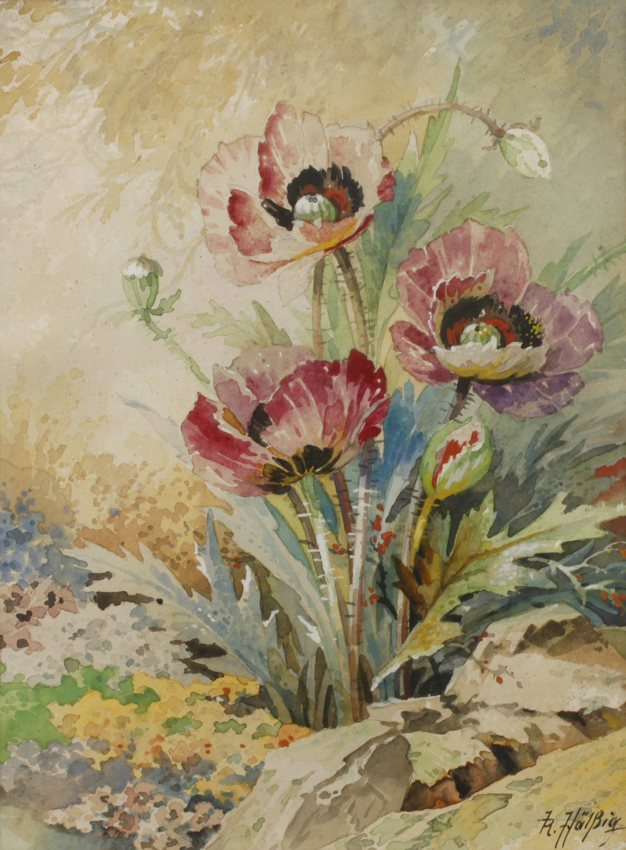 R. Hälßig, Mohnblumen