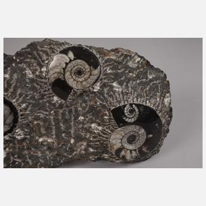 Ammonitenplatte