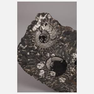 Ammonitenplatte