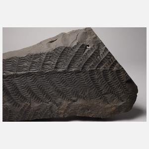Fossilienplatte