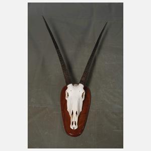 Vier afrikanische Jagdtrophäen