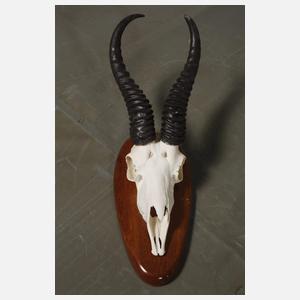 Vier afrikanische Jagdtrophäen